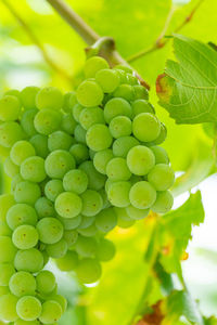 Close-up of grapes growing in vineyard