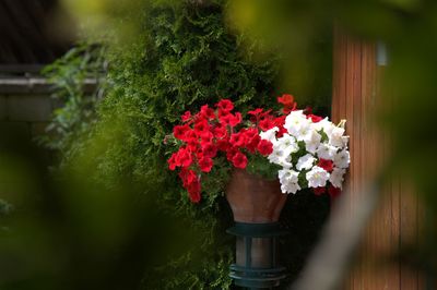 Red and white flowers in pot at yard