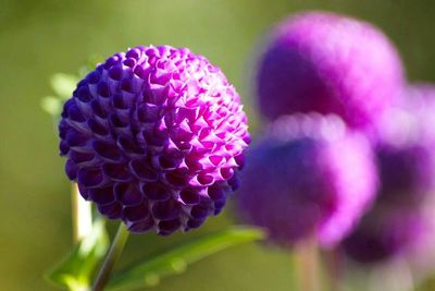 Close-up of purple flowers