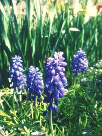 Close-up of purple flowers blooming in field