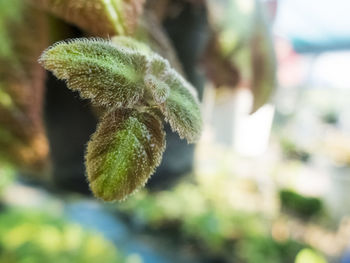 Close-up of flower bud