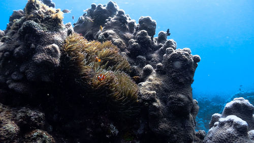 Nemo clownfish at pagkilatan