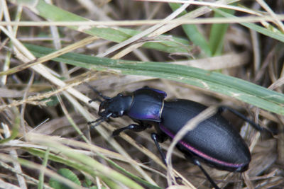 Close-up of insect on plant