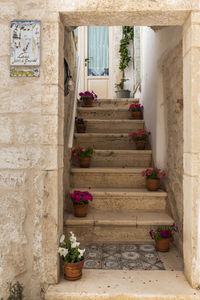 Potted plants on staircase of building