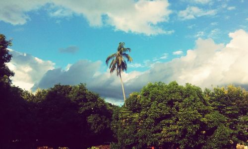 Low angle view of trees against sky