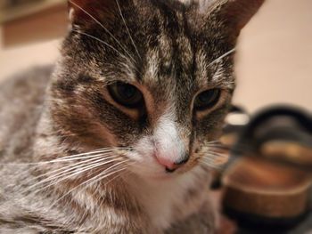 Close-up portrait of a cat