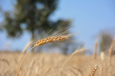 Closeup of ears of golden wheat on the field