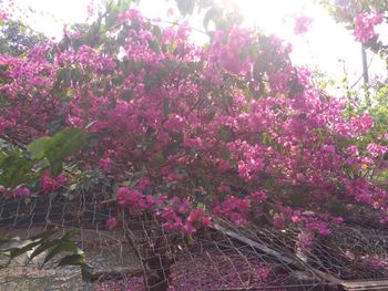 Pink flowers on tree