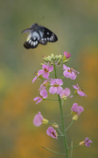 Close-up of butterfly pollinating on pink flower