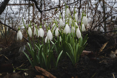 Close-up of white flowers blooming on plant