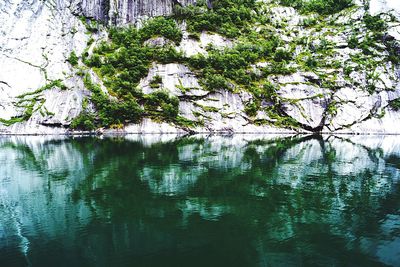 River against plants growing on rock