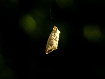 Close-up of fruits hanging against black background