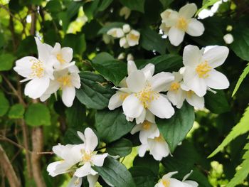 Close-up of white flowering plant