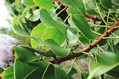 Side view of jackson chameleon on plant