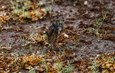 View of bird on land