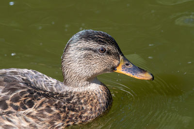 Close-up of duck swimming in lake