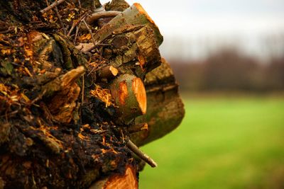 Close-up of wood on field