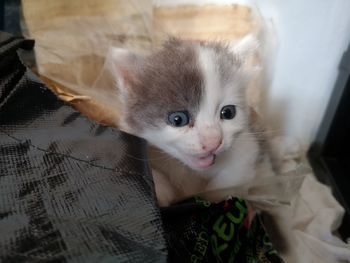 Kitten shock
