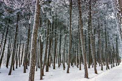 Trees in forest