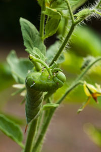 Close-up of fresh green plant