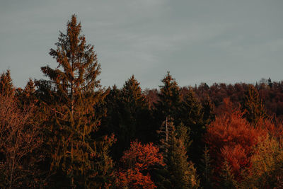 Trees in forest against sky during autumn