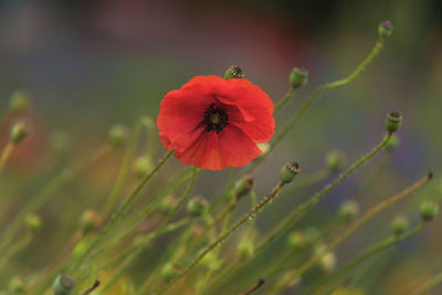 Close-up of red flowering plant