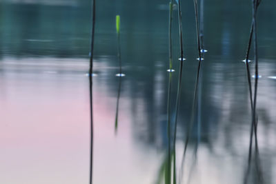 Reet in water, abstract waterfront