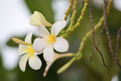 Close-up of white flowers