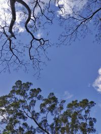 Low angle view of tree against sky
