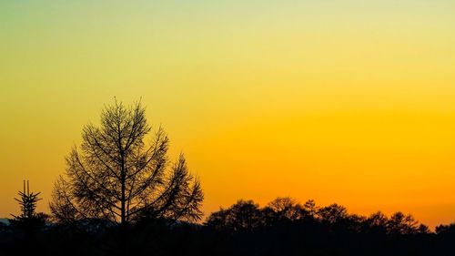 Silhouette trees against orange sky