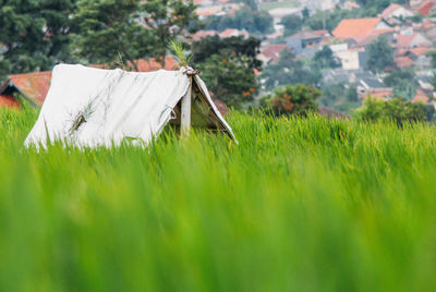 Traditional windmill on field by houses