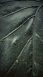 Full frame shot of wet leaves on rainy day