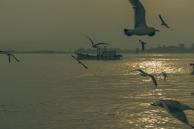 Seagulls flying over sea