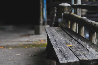 Close-up of lizard on bench