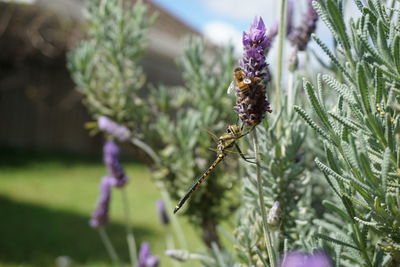 Close-up of insect on purple flower