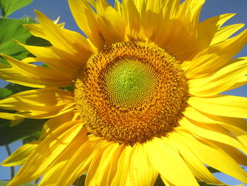 Close-up of sunflower