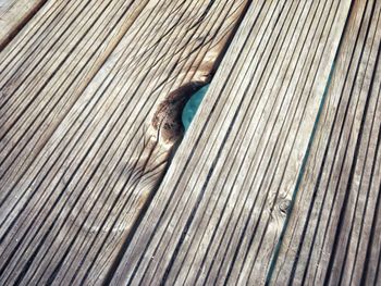 High angle view of lizard on boardwalk