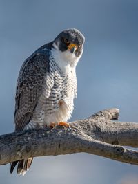 Close-up of bird perching on branch