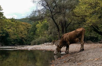 Horse in a lake