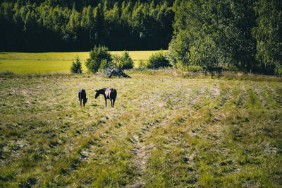 Horses in a field