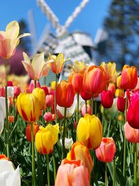 Close-up of yellow tulips growing on field