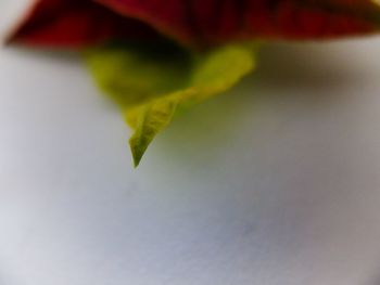 Close-up of leaves against blurred background