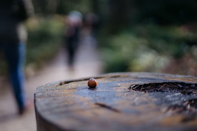 Surface level of wooden plank