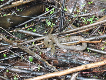 Lizard on tree