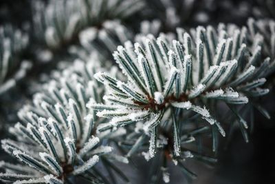 Close-up of frozen plant