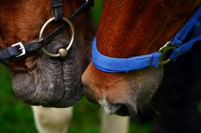 Close-up of horse