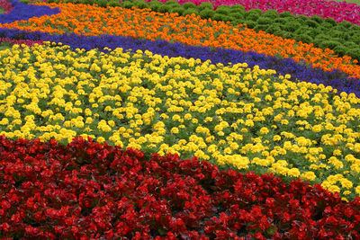 Scenic view of red tulip flowers on field