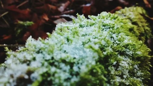 Close-up of moss growing on plant