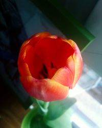 Close-up of fresh red rose blooming outdoors
