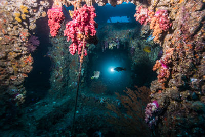 View of coral swimming in sea